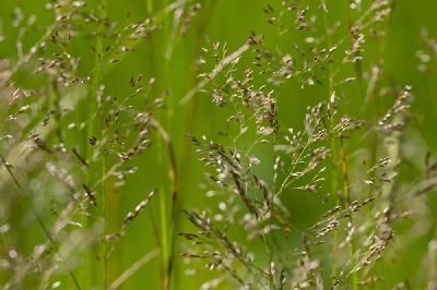 Agrostis capillaris